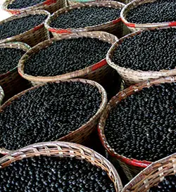 Acai Beeren
